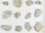 Lot: Blastoid Fossils (Pentremites) On Shale - Pieces #78036-4